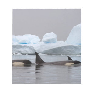 Schwertwale (Orcas), Orcinus orca, Gruppe Notizblock