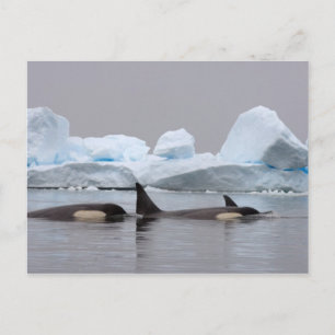 Schwertwale (Orcas), Orcinus orca, Gruppe Postkarte