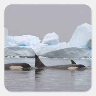 Schwertwale (Orcas), Orcinus orca, Gruppe Quadratischer Aufkleber