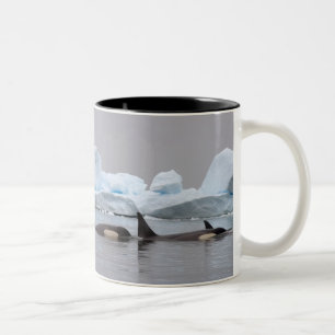 Schwertwale (Orcas), Orcinus orca, Gruppe Zweifarbige Tasse