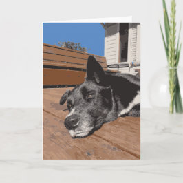 Schwerwiegender Hund Husky-Labrador, der schwarz u Karte