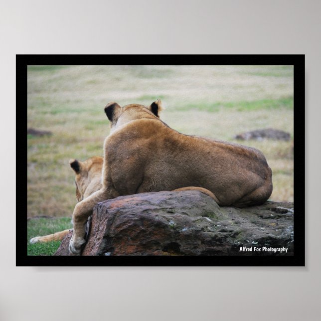Schwestern der Savanne Poster (Vorne)