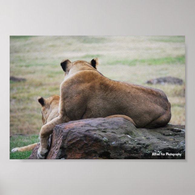 Schwestern der Savanne Poster (Vorne)