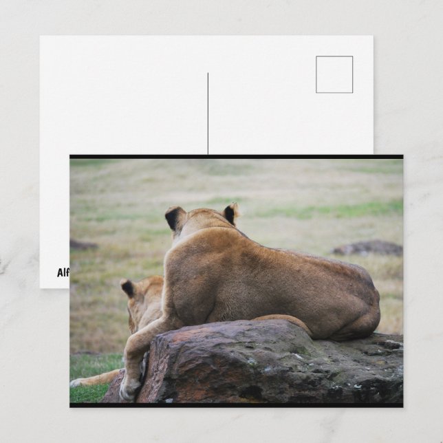 Schwestern der Savanne Postkarte (Vorne/Hinten)