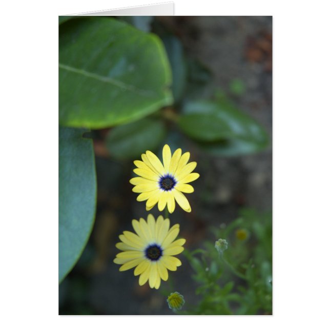 Schwestern in der Garten-Raum-inneren Karte (Vorne)