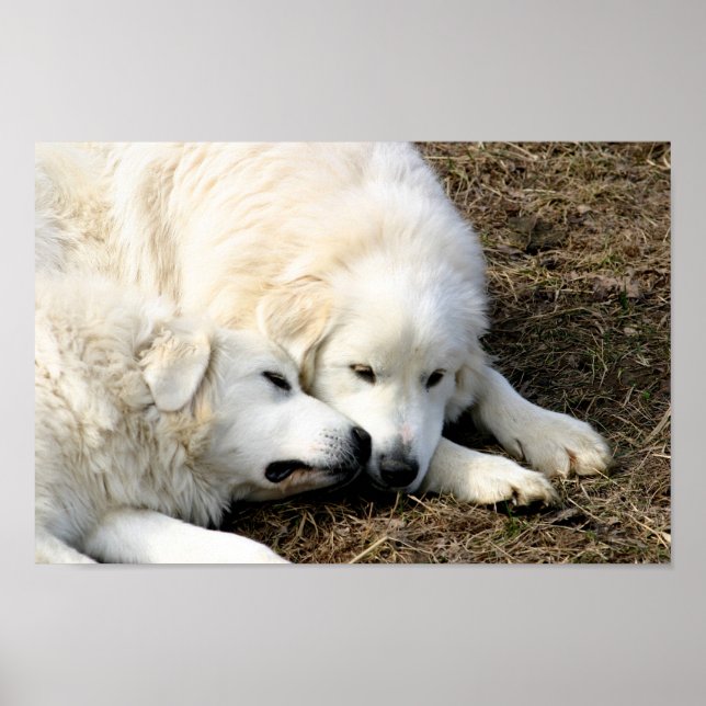 Schwestern Poster (Vorne)