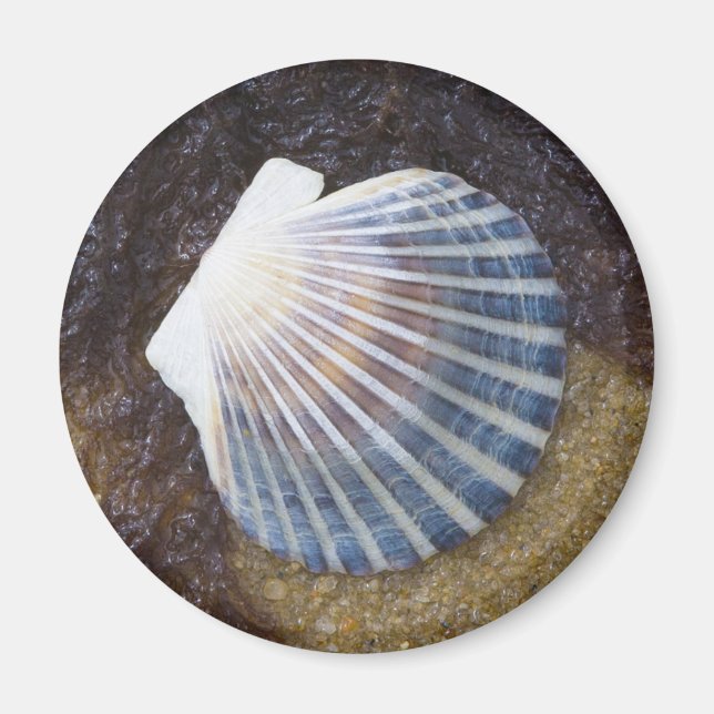 Schwimmbecken Magnet (Vorne)