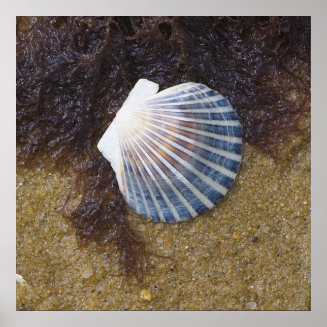 Schwimmbecken Poster (Vorne)