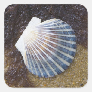 Schwimmbecken Quadratischer Aufkleber