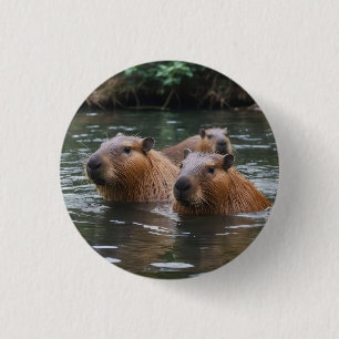Schwimmen der Capybaras im Fluss, Button