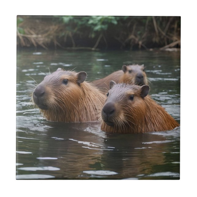 Schwimmen der Capybaras im Fluss,  Fliese (Vorderseite)