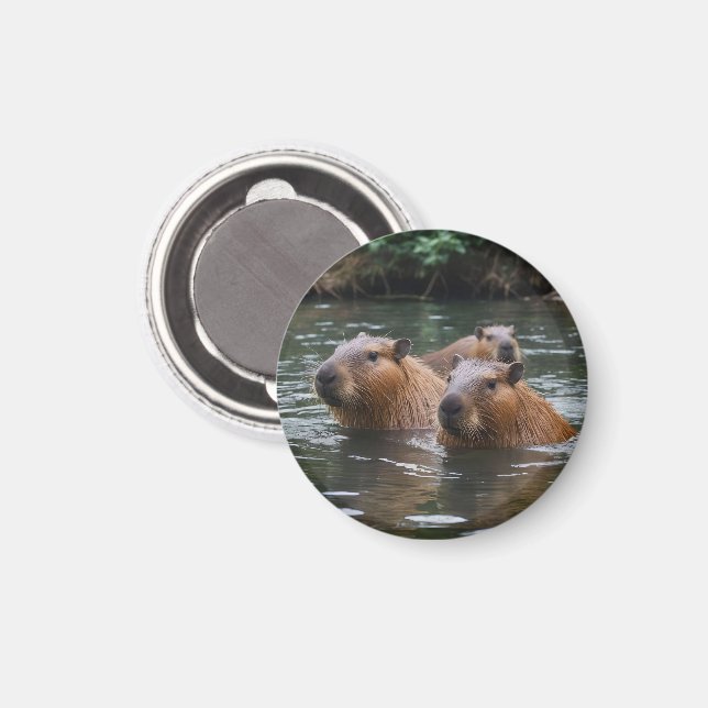 Schwimmen der Capybaras im Fluss,  Magnet (Vorderseite/Rückseite)