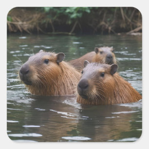 Schwimmen der Capybaras im Fluss,  Quadratischer Aufkleber