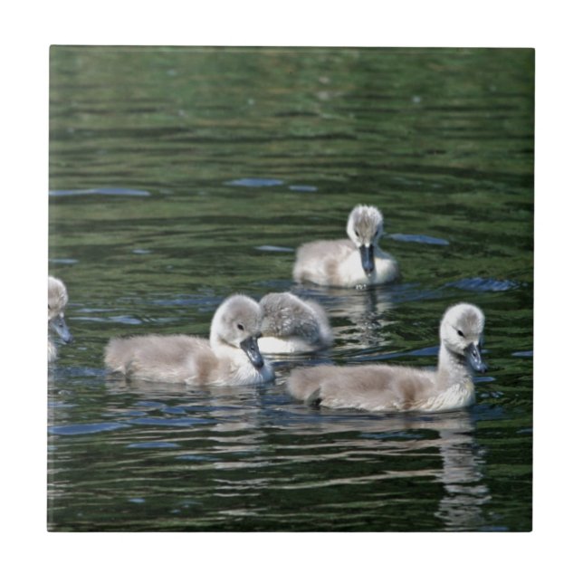 Schwimmen-Freunde Fliese (Vorderseite)