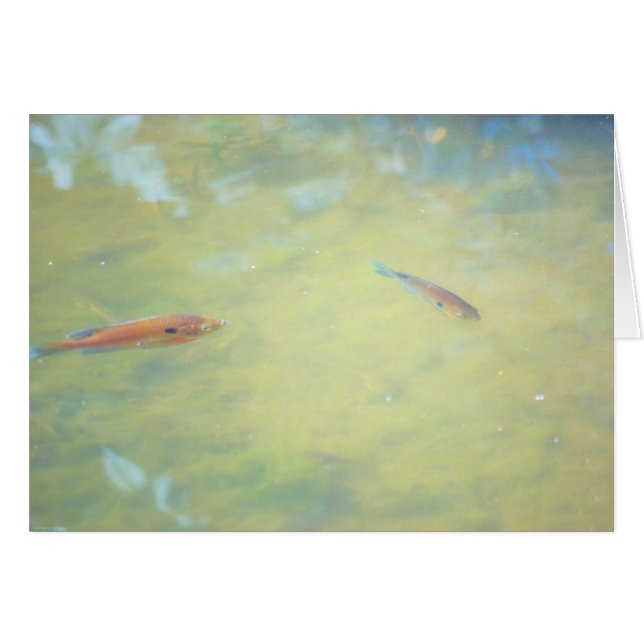 Schwimmen in der Sonne (Vorderseite (Horizontal))