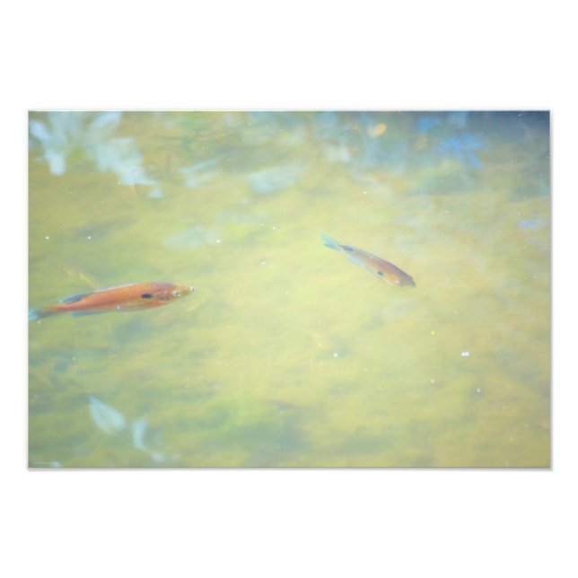 Schwimmen in der Sonne Fotodruck (Vorne)