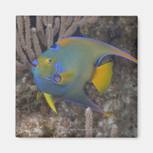 Schwimmen KöniginAngelfish (Holacanthus ciliaris) Magnet