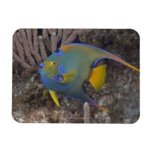 Schwimmen KöniginAngelfish (Holacanthus ciliaris) Magnet