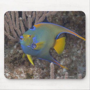 Schwimmen KöniginAngelfish (Holacanthus ciliaris) Mousepad