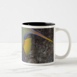 Schwimmen KöniginAngelfish (Holacanthus ciliaris) Zweifarbige Tasse