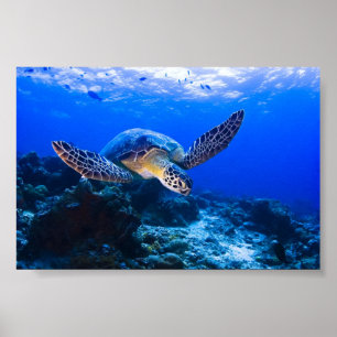 Schwimmen-Meeresschildkröte im blauen Wasser Poster