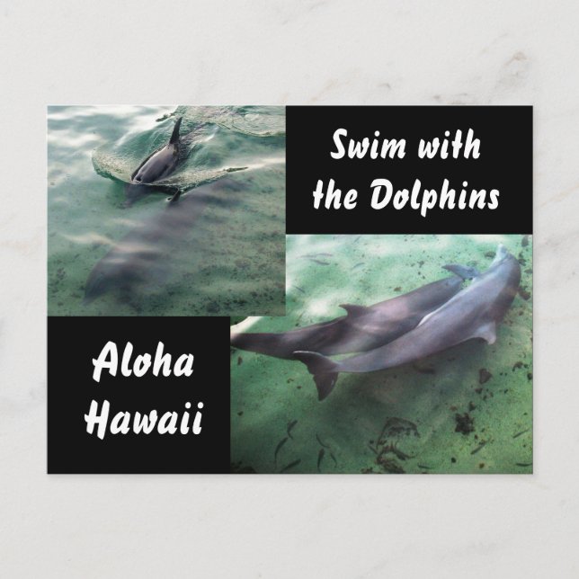 Schwimmen mit Delphinen Hawaii Postkarte (Vorderseite)