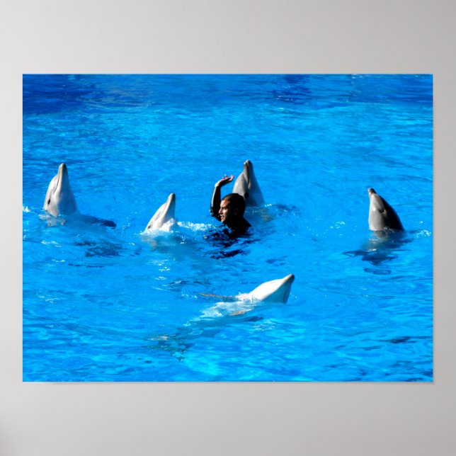 Schwimmen mit fünf Delfinen in Spanien Poster (Vorne)
