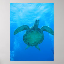 Schwimmen mit Meeresschildkröten in Hawaii Poster 