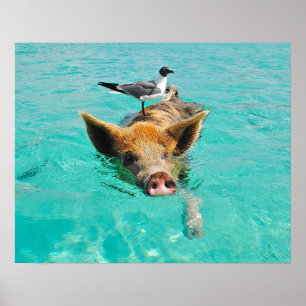 Schwimmen-Schwein mit einem Passagier Poster