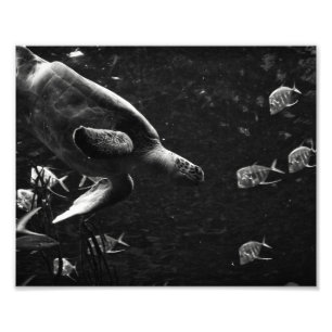 Schwimmen-Seeschildkröte - Foto-Druck Fotodruck