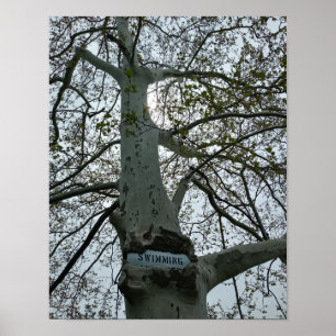 Schwimmen verboten-Schild in einem Baum Poster