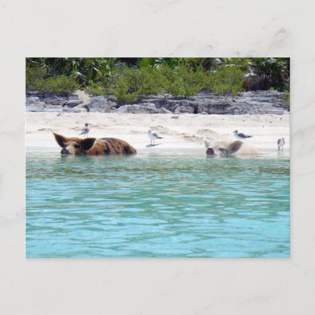 Schwimmen von Schweinen am Strand Postkarte (Vorderseite)