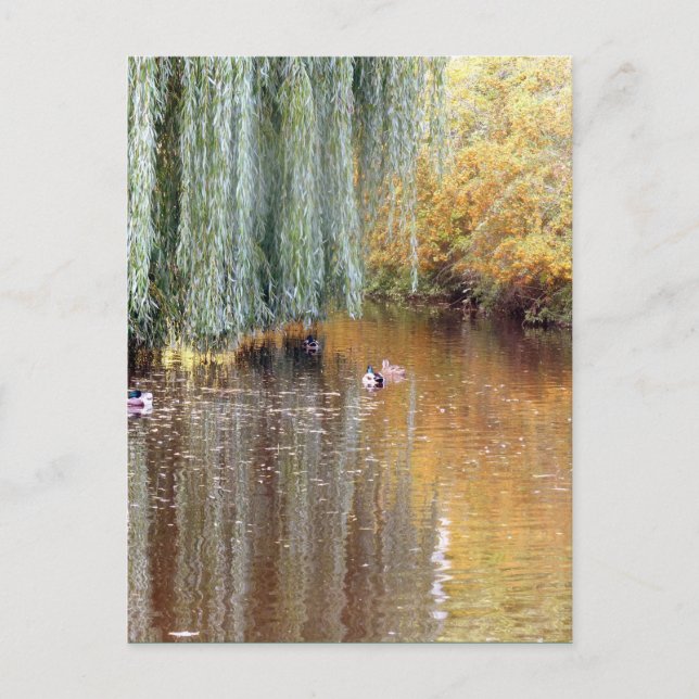 Schwimmen Willow Reflection Postkarte (Vorderseite)