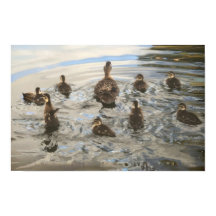 Schwimmende Enten