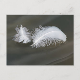 Schwimmende Gänsefedern Postkarte