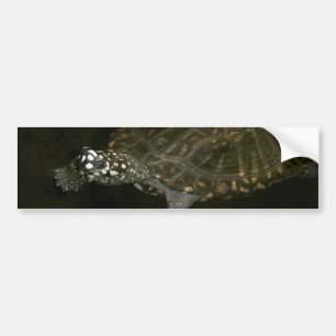 Schwimmende Schildkröte Autoaufkleber