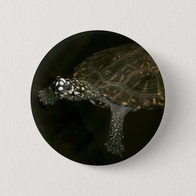 Schwimmende Schildkröte Button (Vorderseite)