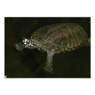 Schwimmende Schildkröte Fotodruck