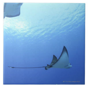 Schwimmende Strahlen, Saipan, Northern Mariana Fliese