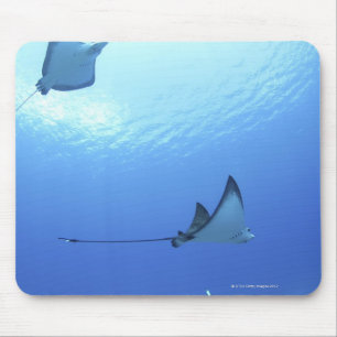 Schwimmende Strahlen, Saipan, Northern Mariana Mousepad