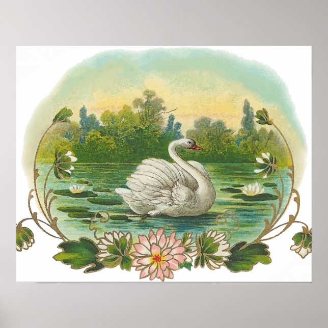 Schwimmender Schwan Poster (Vorne)