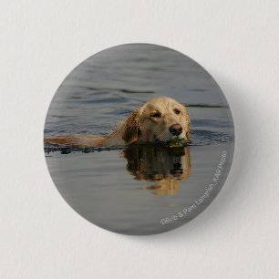 Schwimmendes golden retriever button