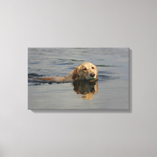 Schwimmendes golden retriever leinwanddruck