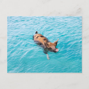 Schwimmendes Schwein von Exuma Postkarte