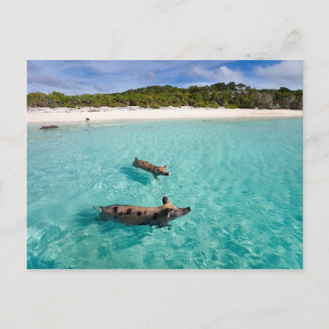 Schwimmendes Schwein von Exuma Postkarte (Vorderseite)