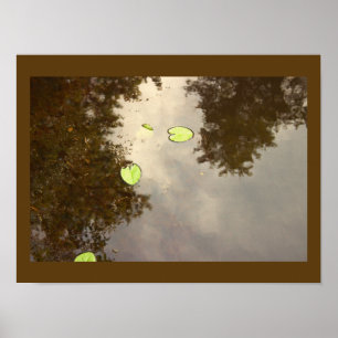 Schwimmer-Wasserlilien-Plakat Poster