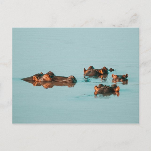 SCHWIMMHIPPOS POSTKARTE (Vorderseite)
