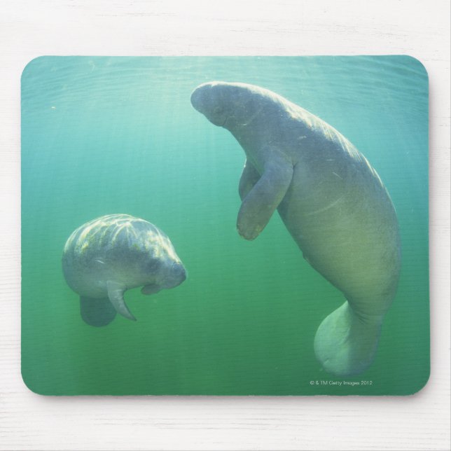 Schwimmpaare mit florida manatees mousepad (Vorne)