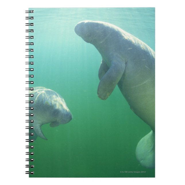 Schwimmpaare mit florida manatees notizblock (Vorderseite)