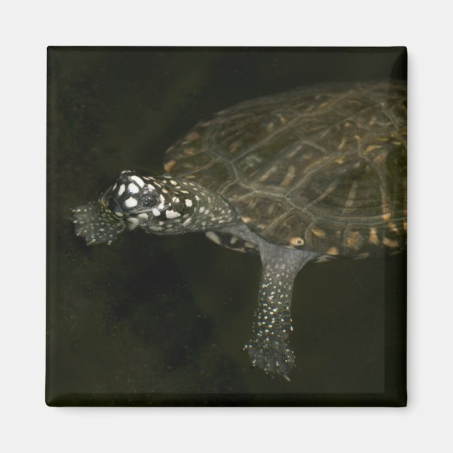 Schwimmschildkröte Magnet (Vorne)